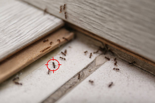 Best Bed Bug Extermination  in Sewaren, NJ