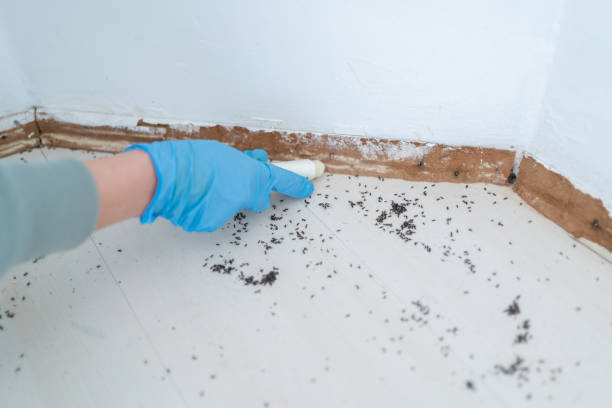 Best Ant Control Services  in Sewaren, NJ